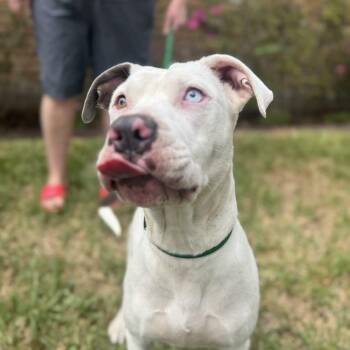 American Staffordshire Terrier Dogs Available for Adoption in Houston, Texas - Gale | PetCurious