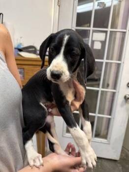 Ace -  Mixed Breed Dog for Adoption in West Chester, Pennsylvania - Ace | PetCurious