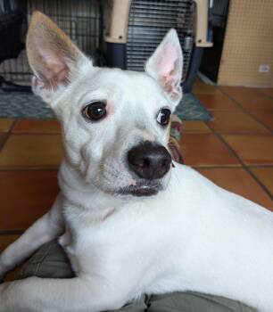 Rescue Terrier Dogs for Adoption in Clatskanie, Oregon - Sputnik | PetCurious