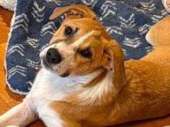 Lightening -  Anatolian Shepherd Dog for Adoption in Mattoon, Illinois - Lightening | PetCurious