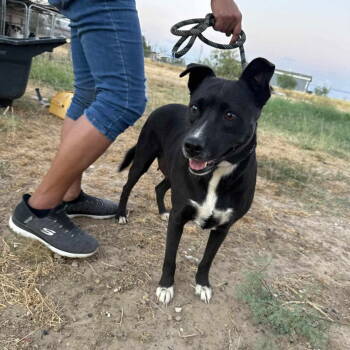 Rescue Terrier Dogs for Adoption in Paramus, New Jersey - China | PetCurious