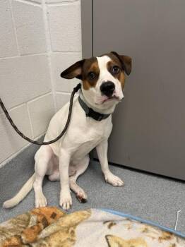 BRUNO -  Pit Bull Terrier Dog for Adoption in Indianapolis, Indiana - BRUNO | PetCurious