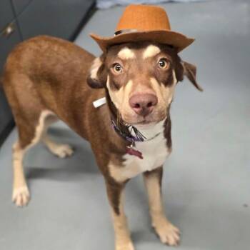 Twix -  Labrador Retriever and Mixed Breed Dog for Adoption in Tacoma, Washington - Twix | PetCurious