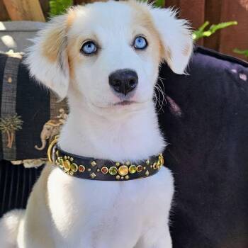 Summer -  Siberian Husky and Shepherd Dog for Adoption in Santa Rosa, California - Summer | PetCurious