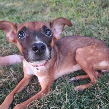 Brooke -  Beagle and Mixed Breed Dog for Adoption in Lenexa, Kansas - Brooke | PetCurious