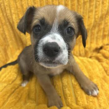 Zimmer -  Terrier and Mixed Breed Dog for Adoption in Kanab, Utah - Zimmer | PetCurious