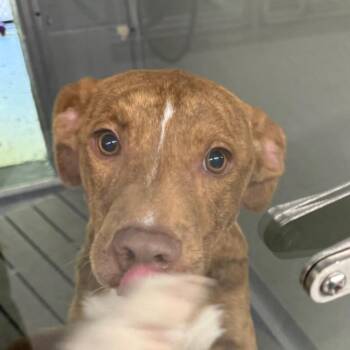 Peanut Brittle -  Mixed Breed Dog for Adoption in Galax, Virginia - Peanut Brittle | PetCurious