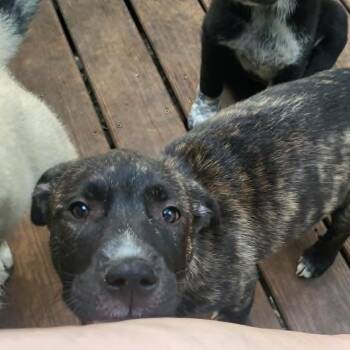 Turnip -  Mixed Breed Dog for Adoption in Olathe, Kansas - Turnip | PetCurious