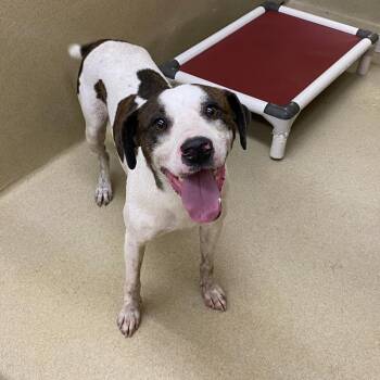 Wheeler -  Feist Dog for Adoption in Monroe, Georgia - Wheeler | PetCurious