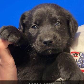 Dolinger Girl Pup 3-10 -  German Shepherd Dog and Golden Retriever Dog for Adoption in Fairfax Station, Virginia - Dolinger Girl Pup 3-10 | PetCurious