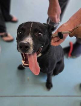 Rescue Labrador Retriever and Border Collie Dogs for Adoption in Portsmouth, Virginia - Sweets | PetCurious
