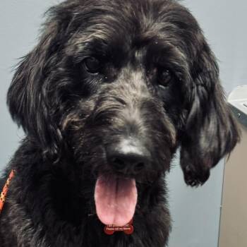 Dove -  Labradoodle Dog for Adoption - Dove | PetCurious