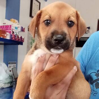 Gigi (fka Rocio Doral) -  Mixed Breed Dog for Adoption in Vieques, Vieques - Gigi (fka Rocio Doral) | PetCurious
