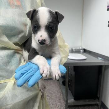 Narwhal -  Mixed Breed Dog for Adoption in Salt Lake City, Utah - Narwhal | PetCurious
