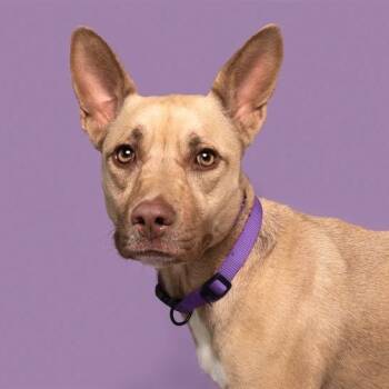 PEACH RING -  Siberian Husky and Mixed Breed Dog for Adoption in Brentwood, Missouri - PEACH RING | PetCurious