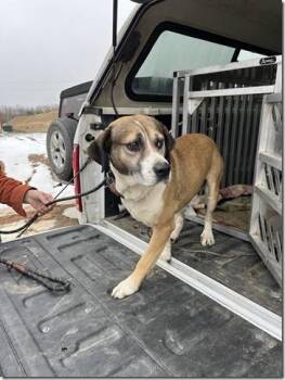 Hound Dogs Available for Adoption - Koby Adult Boy Looking For Retirement Home | PetCurious
