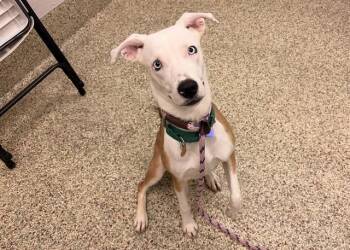 SOLARA -  Australian Cattle Dog Blue Heeler and Mixed Breed Dog for Adoption in Colorado Springs, Colorado - SOLARA | PetCurious