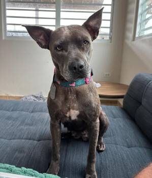 Labrador Retriever and Pit Bull Terrier Dogs Available for Adoption - PATTIE - Easiest/best Dog Ever! | PetCurious