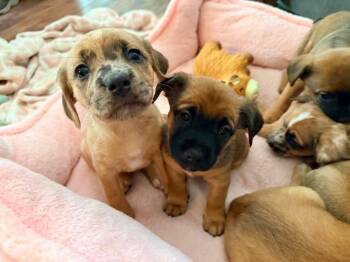 Starla -  Dachshund and Golden Retriever Dog for Adoption in Roxboro, North Carolina - Starla | PetCurious