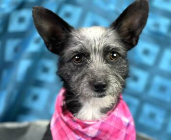 Rescue Chihuahua and Norfolk Terrier Dogs for Adoption in Hondo, Texas - Ebony | PetCurious