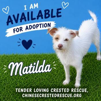 Matilda -  Chinese Crested Dog and Chihuahua Dog for Adoption in Houston, Texas - Matilda | PetCurious