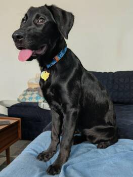 Fig -  Labrador Retriever Dog for Adoption in Springville, New York - Fig | PetCurious