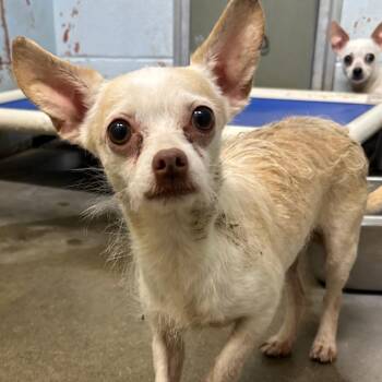 Microwave -  Chihuahua and Mixed Breed Dog for Adoption in Saint Joseph, Missouri - Microwave | PetCurious