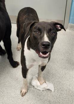 Jenny Lou -  Mixed Breed Dog for Adoption in Frankfort, Kentucky - Jenny Lou | PetCurious