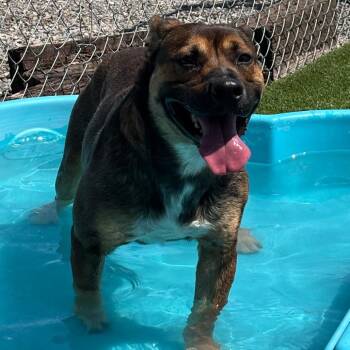 German Shepherd Dog and Pit Bull Terrier Dogs Available for Adoption in Idaho Falls, Idaho - Yogi Bear | PetCurious