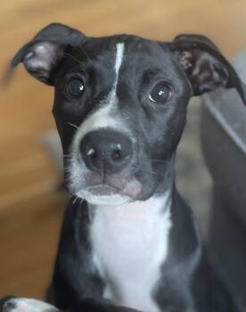 James Bond -  Cattle Dog Dog for Adoption in Monson, Massachusetts - James Bond | PetCurious