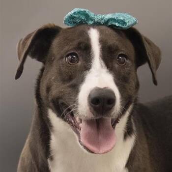 Sable -  Mixed Breed and None Dog for Adoption in Phoenix, Arizona - Sable | PetCurious