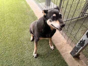 Rottweiler and Labrador Retriever Dogs Available for Adoption in Rowlett, Texas - AMARGA | PetCurious