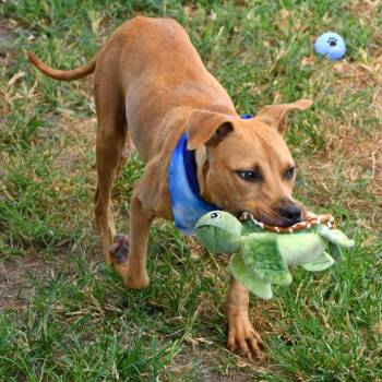 Orzo -  Pit Bull Terrier Dog for Adoption in Beaumont, Texas - Orzo | PetCurious