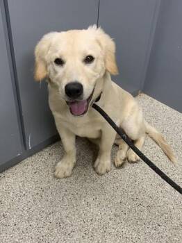 Clifford -  Great Pyrenees and Mixed Breed Dog for Adoption in Conway, Arkansas - Clifford | PetCurious