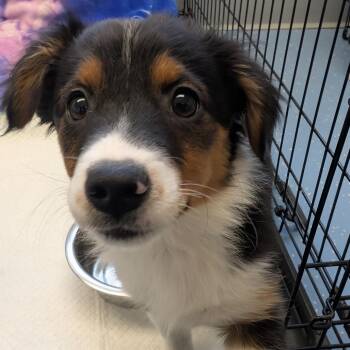 Border Collie and Chihuahua Dogs Available for Adoption - Bailey | PetCurious