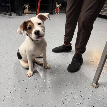 TUSC-Stray-84903 -  Labrador Retriever and Mixed Breed Dog for Adoption in Tuscaloosa, Alabama - TUSC-Stray-84903 | PetCurious