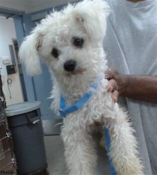 ZENNIE -  Poodle and Mixed Breed Dog for Adoption in Salinas, California - ZENNIE | PetCurious