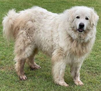 Rescue Great Pyrenees Dogs for Adoption in Larkspur, Colorado - Briar | PetCurious