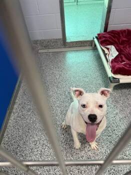 Mixed Breed Dogs Available for Adoption in Palmetto, Florida - A136032 | PetCurious