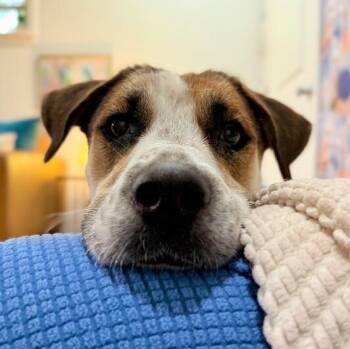 German Shepherd Dog and Pit Bull Terrier Dogs Available for Adoption - Perla Honey The Snuggle Ready Sweetheart | PetCurious