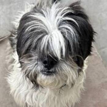 Marble -  Shih Tzu and Mixed Breed Dog for Adoption in Tacoma, Washington - Marble | PetCurious