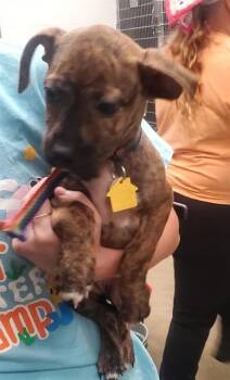 MULAN -  Plott Hound and Beagle Dog for Adoption in St. Louis, Missouri - MULAN | PetCurious