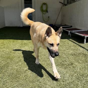 BLACKIE 3610 -  German Shepherd Dog Dog for Adoption in Loxahatchee Groves, Florida - BLACKIE 3610 | PetCurious