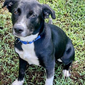 Tucker -  Mixed Breed Dog for Adoption in Bellmawr, New Jersey - Tucker | PetCurious
