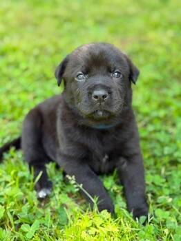 Bud -  Labrador Retriever and Mixed Breed Dog Available for Adoption in Warr Acres, Oklahoma - Bud | PetCurious