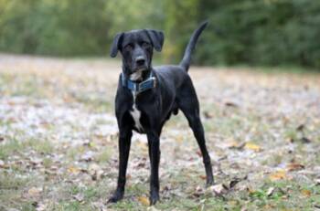 Gumbo -  Labrador Retriever Dog for Adoption in Terre Haute, Indiana - Gumbo | PetCurious
