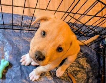 Focaccia -  Labrador Retriever Dog Available for Adoption in New Bern, North Carolina - Focaccia | PetCurious