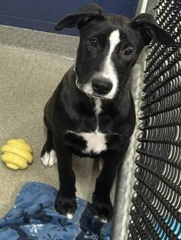 Posy 4 months AVAILABLE 7/24 -  Labrador Retriever Dog for Adoption in Sterling, Massachusetts - Posy 4 Months AVAILABLE 7/24 | PetCurious