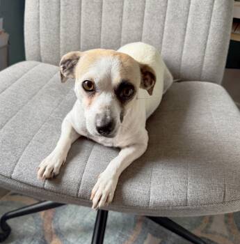 Chihuahua Dogs Available for Adoption - Audi (Freeway Mommy) | PetCurious