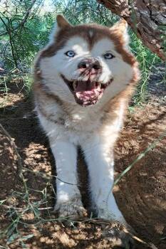 Rescue Alaskan Malamute and Siberian Husky Dogs for Adoption - Midas | PetCurious